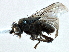  (Rachispoda atra - CCDB-21403-E03)  @11 [ ] CreativeCommons - Attribution (2014) CBG Photography Group Centre for Biodiversity Genomics