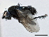  ( - CCDB-21403-E08)  @15 [ ] CreativeCommons - Attribution (2014) CBG Photography Group Centre for Biodiversity Genomics