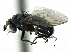  ( - CCDB-21403-F08)  @11 [ ] CreativeCommons - Attribution (2014) CBG Photography Group Centre for Biodiversity Genomics