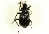  ( - CCDB-21408-F02)  @11 [ ] CreativeCommons - Attribution (2014) CBG Photography Group Centre for Biodiversity Genomics