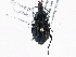  ( - CCDB-21408-H06)  @11 [ ] CreativeCommons - Attribution (2014) CBG Photography Group Centre for Biodiversity Genomics