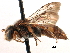  ( - CCDB-21409-A01)  @11 [ ] CreativeCommons - Attribution (2014) CBG Photography Group Centre for Biodiversity Genomics