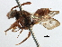  (Nomada bisignata - CCDB-21409-A04)  @11 [ ] CreativeCommons - Attribution (2014) CBG Photography Group Centre for Biodiversity Genomics