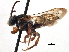  (Nomada luteola - CCDB-21409-A05)  @11 [ ] CreativeCommons - Attribution (2014) CBG Photography Group Centre for Biodiversity Genomics