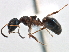  ( - CCDB-21409-F08)  @11 [ ] CreativeCommons - Attribution (2014) CBG Photography Group Centre for Biodiversity Genomics