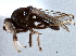  (Athyroglossa laevis - CCDB-21412-A06)  @11 [ ] CreativeCommons - Attribution (2014) CBG Photography Group Centre for Biodiversity Genomics