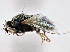  ( - CCDB-21412-B07)  @13 [ ] CreativeCommons - Attribution (2014) CBG Photography Group Centre for Biodiversity Genomics