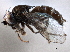  ( - CCDB-21412-C03)  @11 [ ] CreativeCommons - Attribution (2014) CBG Photography Group Centre for Biodiversity Genomics
