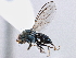  (Ditrichophora montana - CCDB-21412-C07)  @11 [ ] CreativeCommons - Attribution (2014) CBG Photography Group Centre for Biodiversity Genomics