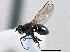  (Hydrellia americana - CCDB-21412-G02)  @15 [ ] CreativeCommons - Attribution (2014) CBG Photography Group Centre for Biodiversity Genomics