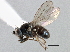  (Hydrellia nobilis - CCDB-21412-G03)  @14 [ ] CreativeCommons - Attribution (2014) CBG Photography Group Centre for Biodiversity Genomics