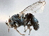  (Hydrochasma - CCDB-21412-G08)  @13 [ ] CreativeCommons - Attribution (2014) CBG Photography Group Centre for Biodiversity Genomics
