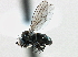  ( - CCDB-21412-G11)  @11 [ ] CreativeCommons - Attribution (2014) CBG Photography Group Centre for Biodiversity Genomics
