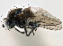  ( - CCDB-21412-G12)  @11 [ ] CreativeCommons - Attribution (2014) CBG Photography Group Centre for Biodiversity Genomics