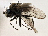  ( - CCDB-21412-H01)  @11 [ ] CreativeCommons - Attribution (2014) CBG Photography Group Centre for Biodiversity Genomics