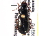  ( - CCDB-21414-C08)  @11 [ ] CreativeCommons - Attribution (2014) CBG Photography Group Centre for Biodiversity Genomics