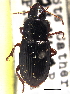  ( - CCDB-21414-D03)  @11 [ ] CreativeCommons - Attribution (2014) CBG Photography Group Centre for Biodiversity Genomics