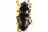  (Harpalus providens - CCDB-21414-F10)  @14 [ ] CreativeCommons - Attribution (2014) CBG Photography Group Centre for Biodiversity Genomics