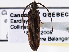  (Tenomerga - CCDB-21415-A05)  @14 [ ] CreativeCommons - Attribution (2014) CBG Photography Group Centre for Biodiversity Genomics