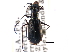  ( - CCDB-21415-D04)  @11 [ ] CreativeCommons - Attribution (2014) CBG Photography Group Centre for Biodiversity Genomics