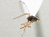  (Arganthomyza arcuticuspis - CCDB-21420-A05)  @11 [ ] CreativeCommons - Attribution (2014) CBG Photography Group Centre for Biodiversity Genomics