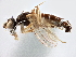 ( - CCDB-21420-A08)  @11 [ ] CreativeCommons - Attribution (2014) CBG Photography Group Centre for Biodiversity Genomics