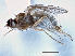  (Arganthomyza bibitatia - CCDB-21420-B02)  @11 [ ] CreativeCommons - Attribution (2014) CBG Photography Group Centre for Biodiversity Genomics