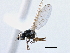  (Fungomyza buccata - CCDB-21420-B06)  @13 [ ] CreativeCommons - Attribution (2014) CBG Photography Group Centre for Biodiversity Genomics