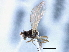  (Quametopia amplistylus - CCDB-21420-B08)  @11 [ ] CreativeCommons - Attribution (2014) CBG Photography Group Centre for Biodiversity Genomics