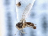  ( - CCDB-21420-B12)  @11 [ ] CreativeCommons - Attribution (2014) CBG Photography Group Centre for Biodiversity Genomics