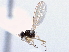  ( - CCDB-21420-C01)  @11 [ ] CreativeCommons - Attribution (2014) CBG Photography Group Centre for Biodiversity Genomics