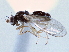  ( - CCDB-21420-C06)  @11 [ ] CreativeCommons - Attribution (2014) CBG Photography Group Centre for Biodiversity Genomics