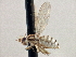  ( - CCDB-21420-C12)  @11 [ ] CreativeCommons - Attribution (2014) CBG Photography Group Centre for Biodiversity Genomics