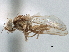  (Stiphrosoma minor - CCDB-21420-D10)  @11 [ ] CreativeCommons - Attribution (2014) CBG Photography Group Centre for Biodiversity Genomics