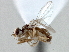  ( - CCDB-21420-D11)  @11 [ ] CreativeCommons - Attribution (2014) CBG Photography Group Centre for Biodiversity Genomics