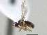  ( - CCDB-21420-E01)  @11 [ ] CreativeCommons - Attribution (2014) CBG Photography Group Centre for Biodiversity Genomics