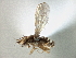  (Stiphrosoma pectinatum - CCDB-21420-E08)  @14 [ ] CreativeCommons - Attribution (2014) CBG Photography Group Centre for Biodiversity Genomics