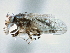  ( - CCDB-21420-H01)  @13 [ ] CreativeCommons - Attribution (2014) CBG Photography Group Centre for Biodiversity Genomics