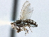  ( - CCDB-21420-H02)  @11 [ ] CreativeCommons - Attribution (2014) CBG Photography Group Centre for Biodiversity Genomics