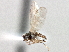  (Stenomicra angustata - CCDB-21420-H04)  @14 [ ] CreativeCommons - Attribution (2014) CBG Photography Group Centre for Biodiversity Genomics