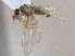  ( - CCDB-21420-H06)  @11 [ ] CreativeCommons - Attribution (2014) CBG Photography Group Centre for Biodiversity Genomics