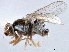  (Phlebosotera angustigena - CCDB-21420-H09)  @11 [ ] CreativeCommons - Attribution (2014) CBG Photography Group Centre for Biodiversity Genomics