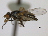  ( - CCDB-21423-A05)  @13 [ ] CreativeCommons - Attribution (2013) CBG Photography Group Centre for Biodiversity Genomics