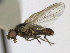  ( - CCDB-21423-A06)  @13 [ ] CreativeCommons - Attribution (2013) CBG Photography Group Centre for Biodiversity Genomics