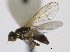  (Parapiophila fulviceps - CCDB-21423-C04)  @14 [ ] CreativeCommons - Attribution (2013) CBG Photography Group Centre for Biodiversity Genomics