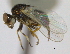  (Parapiophila calceata - CCDB-21423-C06)  @14 [ ] CreativeCommons - Attribution (2013) CBG Photography Group Centre for Biodiversity Genomics