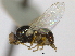  (Parapiophila atrifrons - CCDB-21423-C10)  @14 [ ] CreativeCommons - Attribution (2013) CBG Photography Group Centre for Biodiversity Genomics