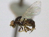  (Parapiophila atrifrons - CCDB-21423-C11)  @14 [ ] CreativeCommons - Attribution (2013) CBG Photography Group Centre for Biodiversity Genomics