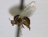  ( - CCDB-21423-D03)  @13 [ ] CreativeCommons - Attribution (2013) CBG Photography Group Centre for Biodiversity Genomics