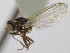  ( - CCDB-21423-D04)  @12 [ ] CreativeCommons - Attribution (2013) CBG Photography Group Centre for Biodiversity Genomics